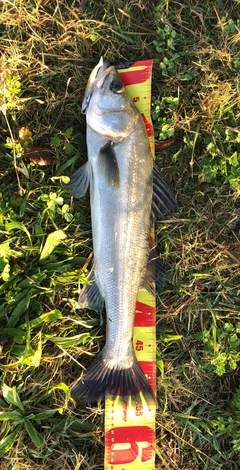 シーバスの釣果