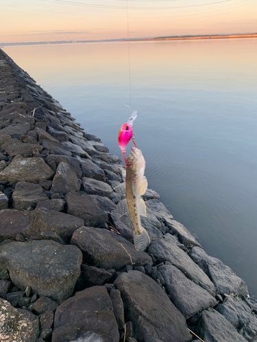 ハゼの釣果