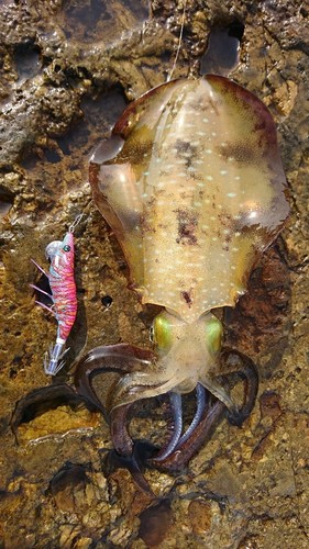 アオリイカの釣果