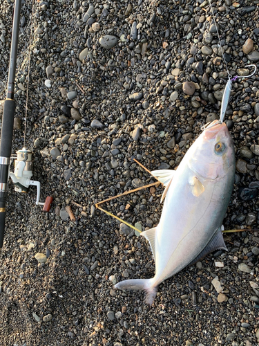 カンパチの釣果