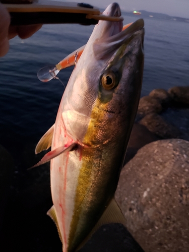 メジロの釣果