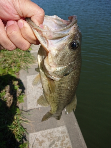 ラージマウスバスの釣果