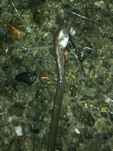 ダイナンウミヘビの釣果