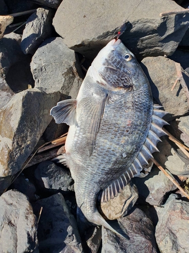 クロダイの釣果