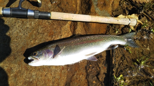 ニジマスの釣果