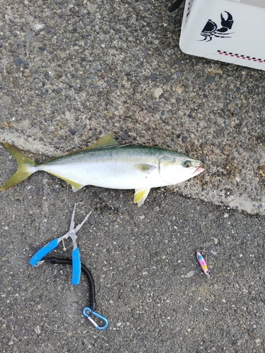 イナダの釣果