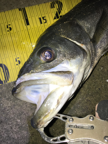 シーバスの釣果