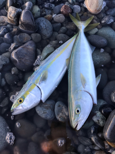 イナダの釣果