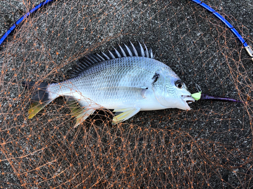 キビレの釣果