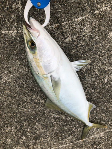 ツバスの釣果