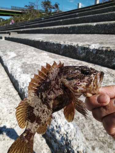 ムラソイの釣果