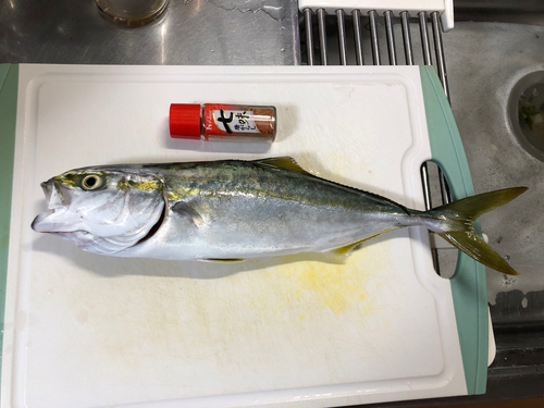 ツバスの釣果