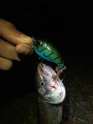 ハスの釣果