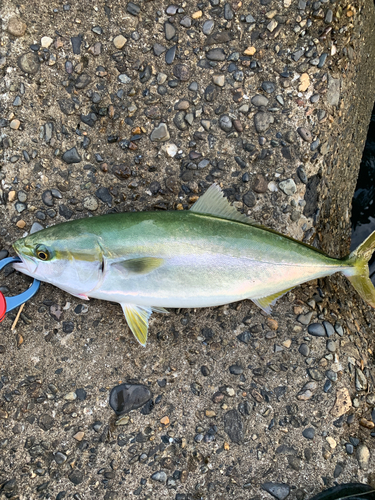 イナダの釣果