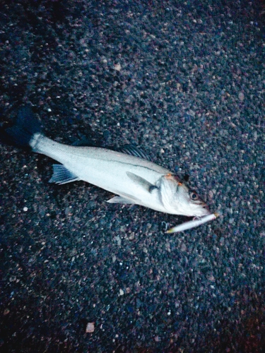 セイゴ（マルスズキ）の釣果