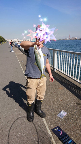 イナダの釣果