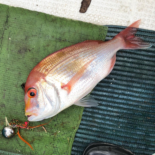 レンコダイの釣果