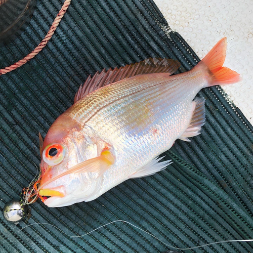 レンコダイの釣果