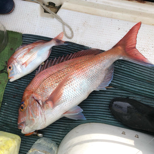 マダイの釣果