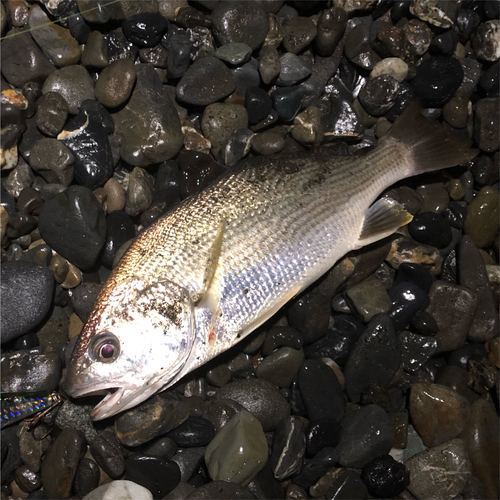 イシモチの釣果