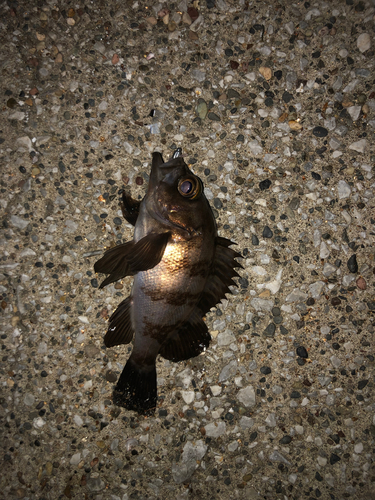 メバルの釣果