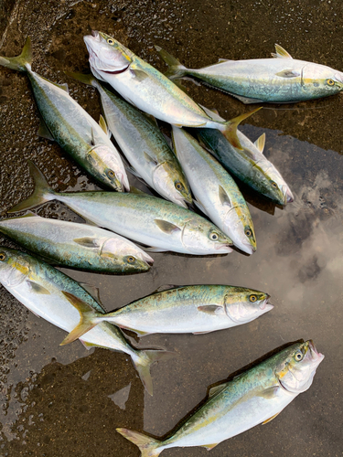 ハマチの釣果