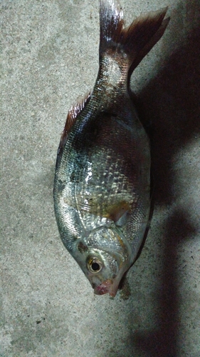 ウミタナゴの釣果