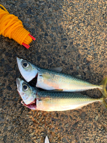 サバの釣果