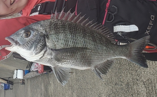 チヌの釣果