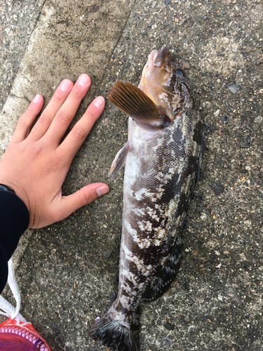 アイナメの釣果