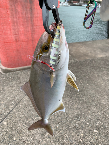 ショゴの釣果