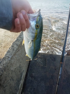 イナダの釣果