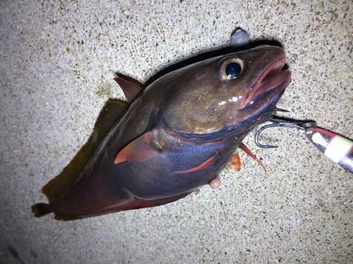 エゾイソアイナメの釣果