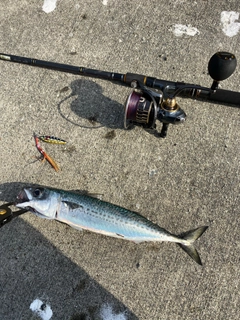 サバの釣果