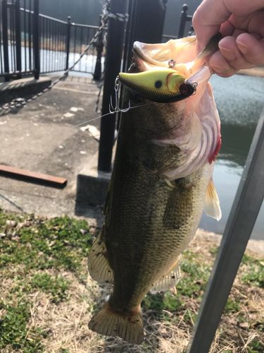 ブラックバスの釣果