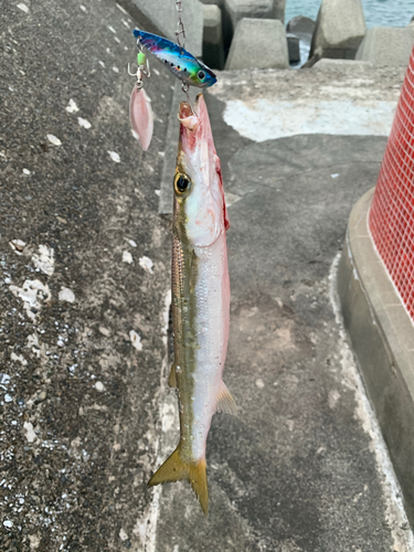 アカカマスの釣果