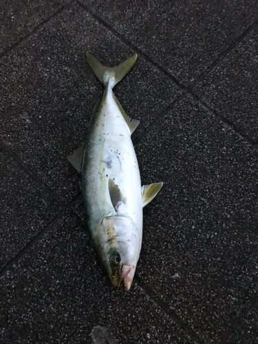 イナダの釣果