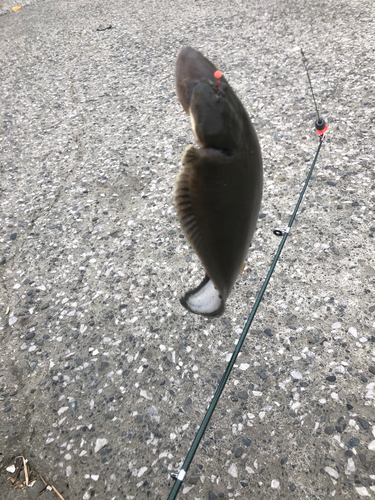 シタビラメの釣果