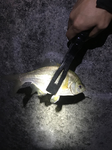 ウミタナゴの釣果