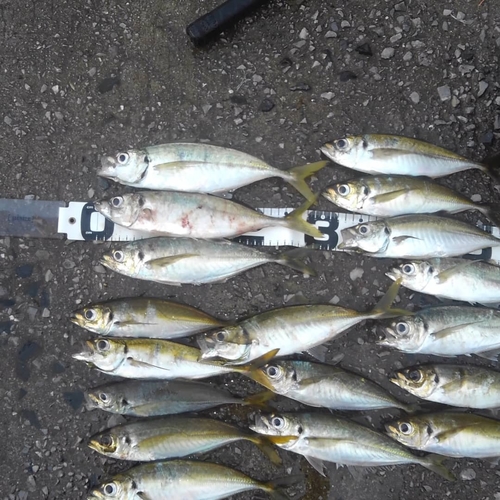 アジの釣果