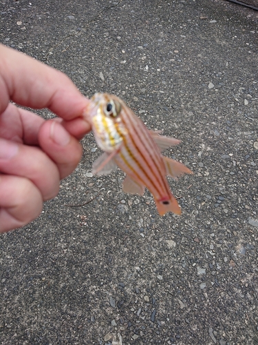 イシモチの釣果