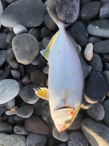 ショゴの釣果