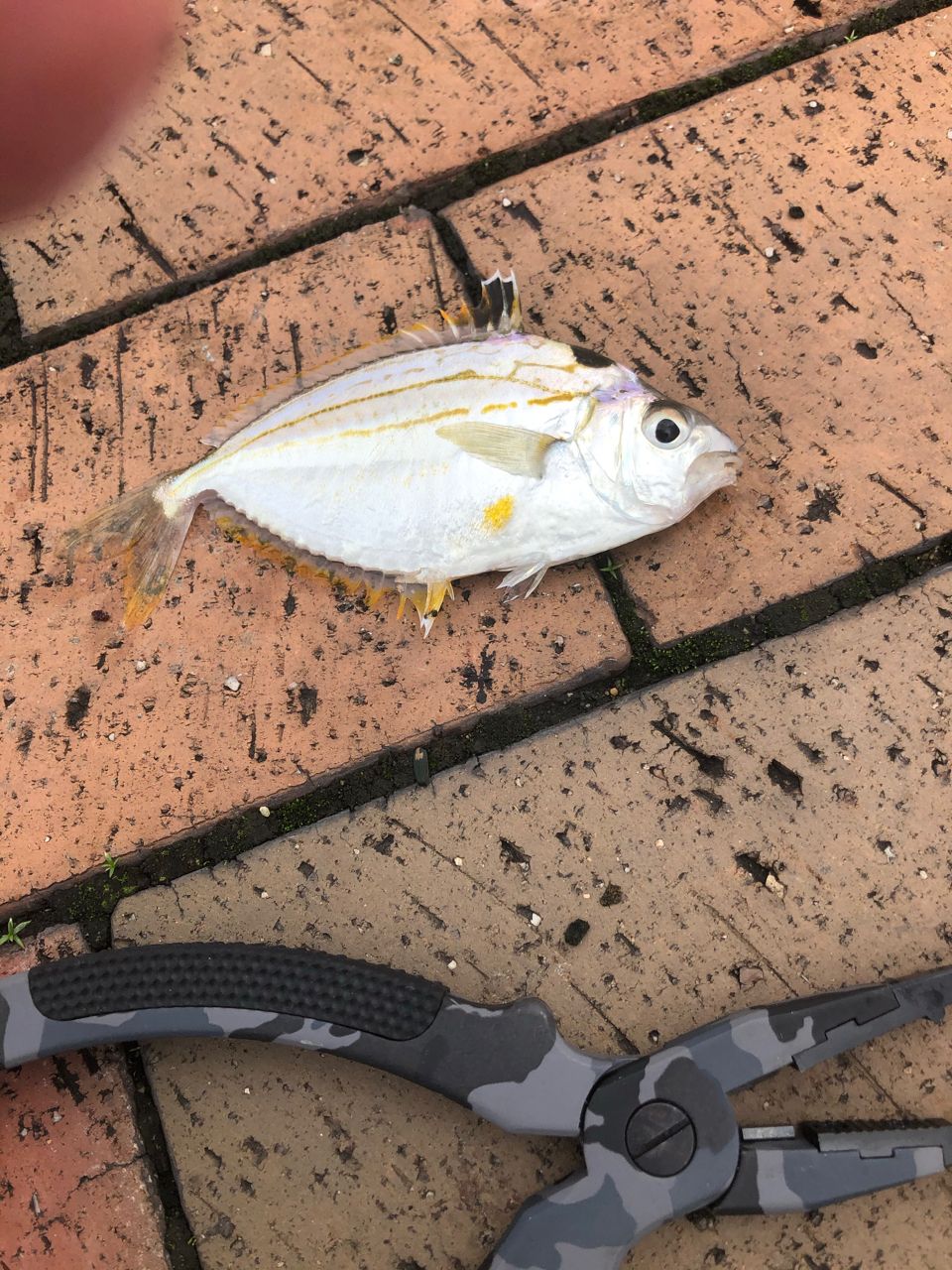 ヒイラギ
