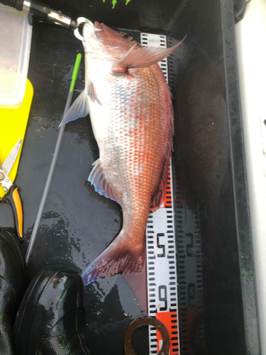 マダイの釣果