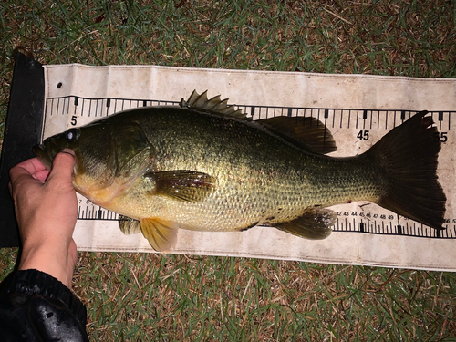 ブラックバスの釣果