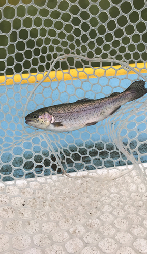 ニジマスの釣果