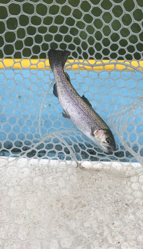 ニジマスの釣果