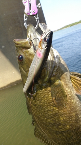 スモールマウスバスの釣果