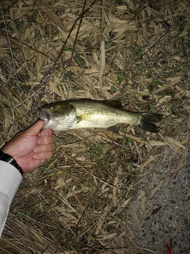 ラージマウスバスの釣果