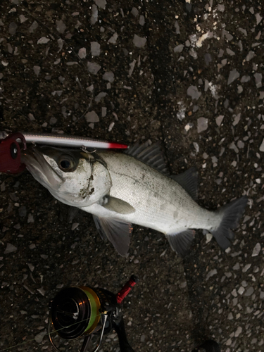 スズキの釣果